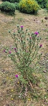 Plants: image 64 Of 208 Thumb